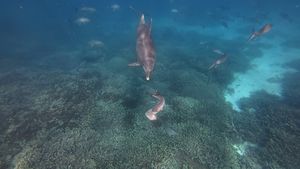 A still of a dolphin making a fish puke