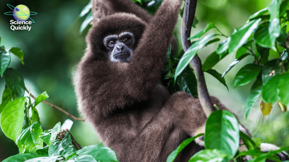 Indonesia is moving its capital. Will a forest pay the price?