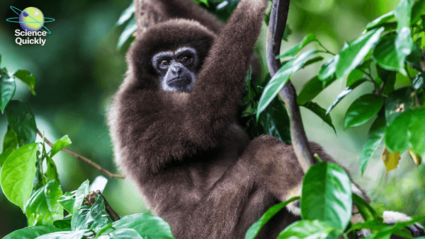 An image of a white handed gibbon in the forrest sitting in a tree.