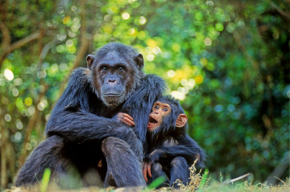 chimpancé y bebe