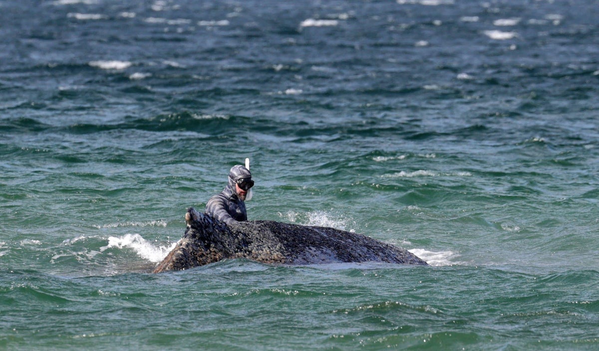 Why experts called off a major humpback whale rescue effort
