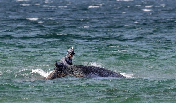 A marine biologist stands next to a stranded humpback whale that is lying on a sandbank in the Baltic Sea off the coast of Germany.