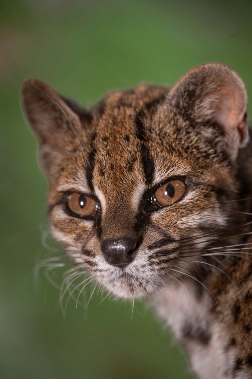 smol leopard