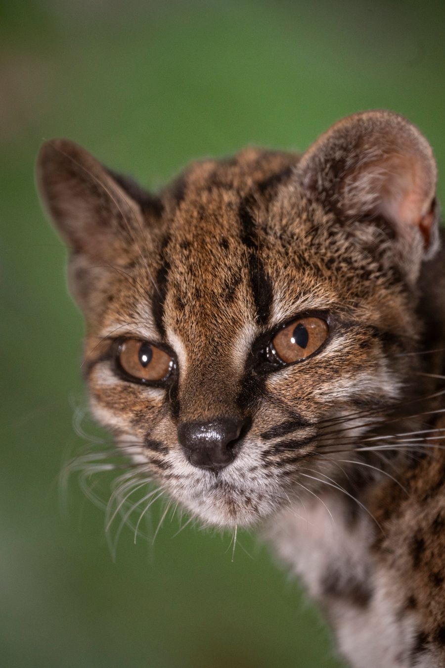 Close up of tilcayo cat