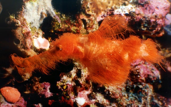 A small, seahorselike fish covered in orange filaments that look like hairs.