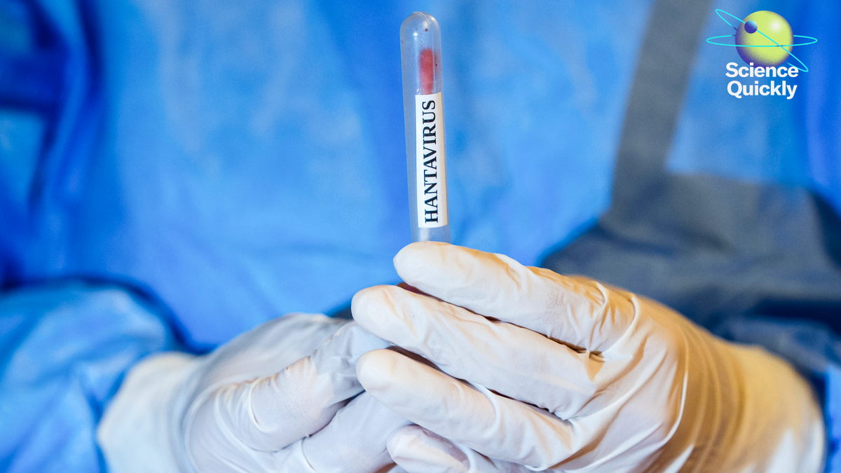 An image of gloved hands holding a Hantavirus sample in a tube while wearing a blue scrubs.