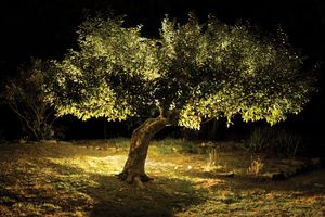 An apple tree photographed at night.