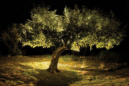 An apple tree photographed at night.