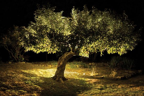An apple tree photographed at night.