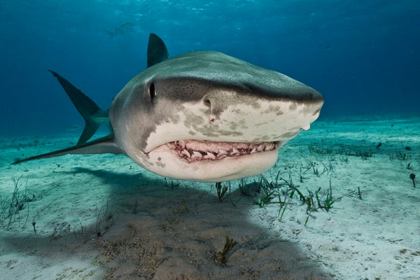 A gray and white tiger shark seen with its teeth visible against a blue ocean background and above white seafloor sands