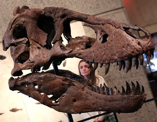 Massive dinosaur skull on display.