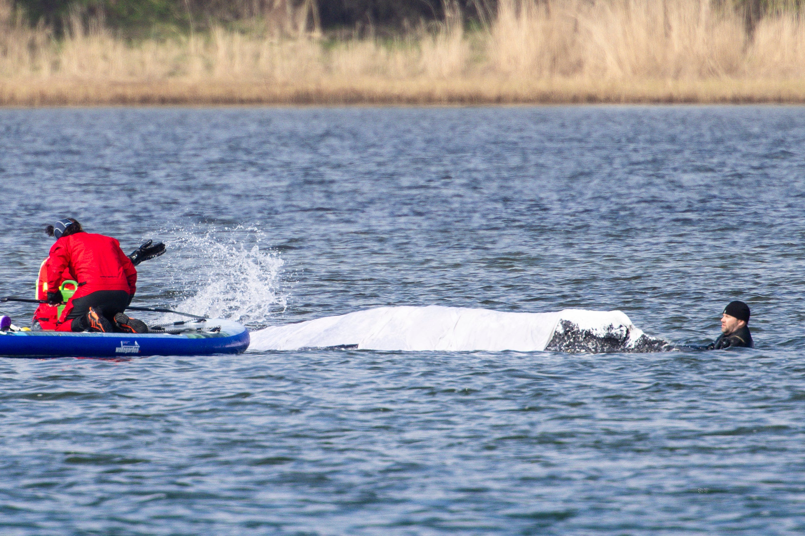 A rescue team sprinkles water on a stranded humpback whal off the Baltic Sea coast at the island of Poel, near Weimar in northern Germany, on April 24, 2026.