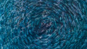A school of fish as seen from above swirling in the water