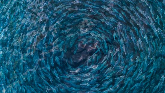 A school of fish as seen from above swirling in the water