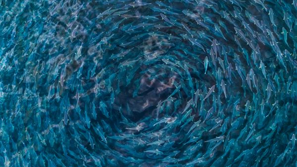 A school of fish as seen from above swirling in the water