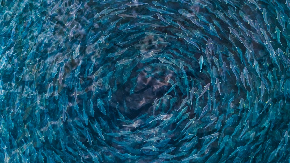 A school of fish as seen from above swirling in the water