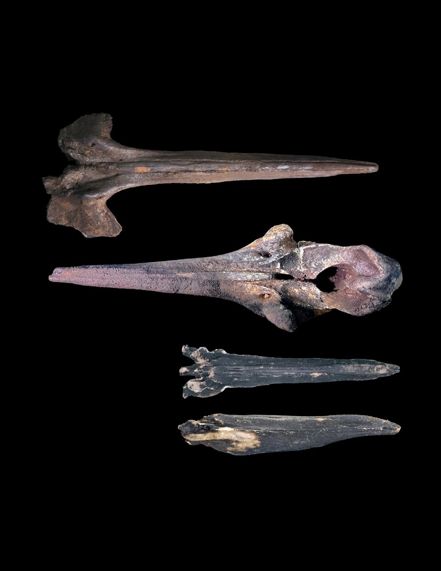 Four dark fossils from whale heads, cleaned up and aligned on a dark background.