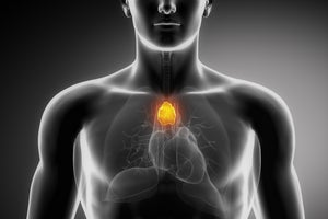 A glowing orange organ in the chest cavity.