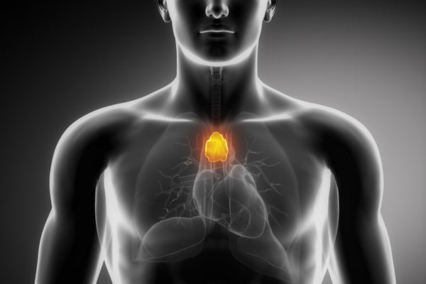 A glowing orange organ in the chest cavity.