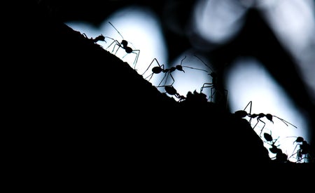 Several silhouetted ants move across an irregular, sloped expanse, backlit by a silvery glow.