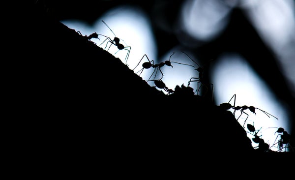 Several silhouetted ants move across an irregular, sloped expanse, backlit by a silvery glow.