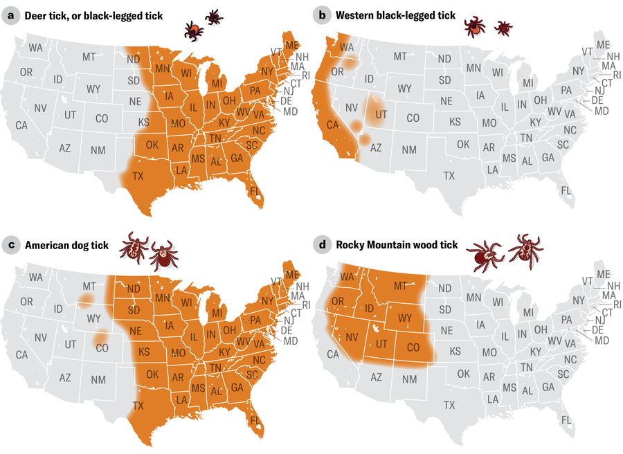 A series of four maps of the contiguous 48 states of the U.S. show the range for deer ticks, or black-legged ticks (broadly the eastern half of the country), Western black-legged ticks (largely along the Pacific Coast), American dog ticks (broadly the eastern half of the country) and Rocky Mountain wood ticks (Washington State, Oregon, Nevada, Idaho, Montana, Wyoming, Utah and Colorado).