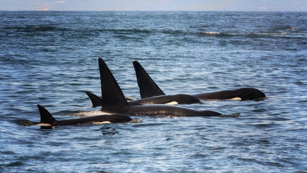 a family of orcas