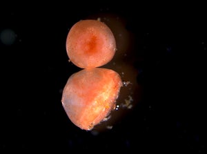 Healed and surviving tube feet from Psolus fabricii several weeks after excision.