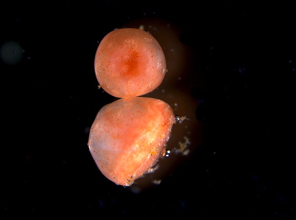 Healed and surviving tube feet from Psolus fabricii several weeks after excision.