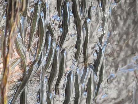 Small, wiggly fish make their way up a watery vertical stretch.