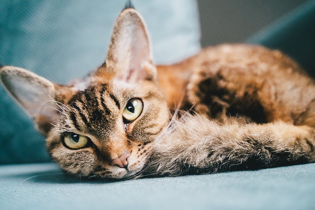 Close-up of a housecat’s head gazing at the camera as the cat lies down.