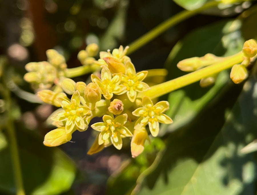 https://static.scientificamerican.com/dam/asset/b6b7d153-cde0-49a2-a12b-4eb28ffcc16e/Avocado-flowers-in-female-phase.JPG?m=1785263883.458&w=900