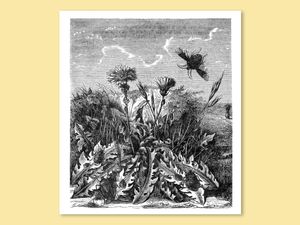 Line drawing from the 1876 issue showing Wood Bugs hovering over dandelions.