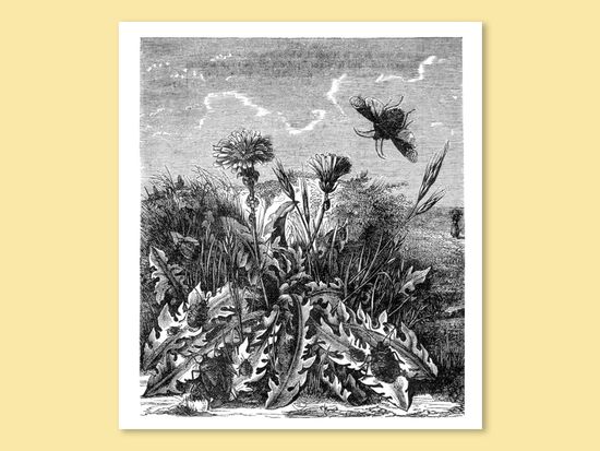 Line drawing from the 1876 issue showing Wood Bugs hovering over dandelions.