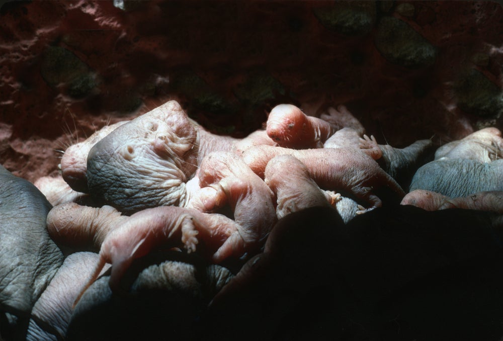 tasa de lunar desnudo con bebes