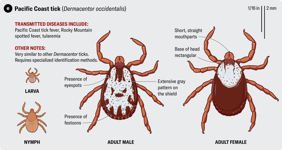 Anatomical illustration of a Pacific Coast tick (Dermacentor occidentalis). Transmitted diseases include Pacific Coast tick fever, Rocky Mountain spotted fever and tularemia.