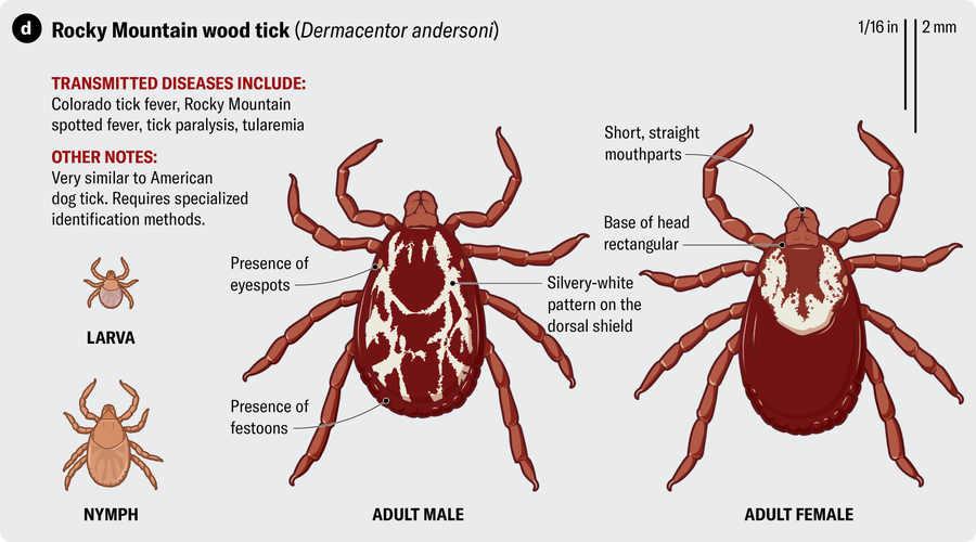 Anatomical illustration of a Rocky Mountain wood tick (Dermacentor andersoni). Transmitted diseases include Colorado tick fever, Rocky Mountain spotted fever, tick paralysis and tularemia.