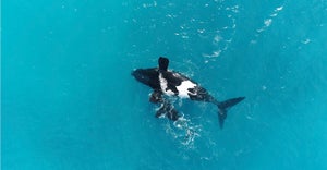 A black and white whale in the middle of the image, with her calf next to her, surrounded by brilliant blue ocean