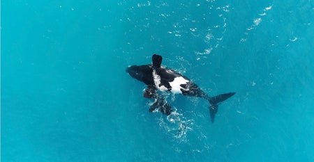 A black and white whale in the middle of the image, with her calf next to her, surrounded by brilliant blue ocean