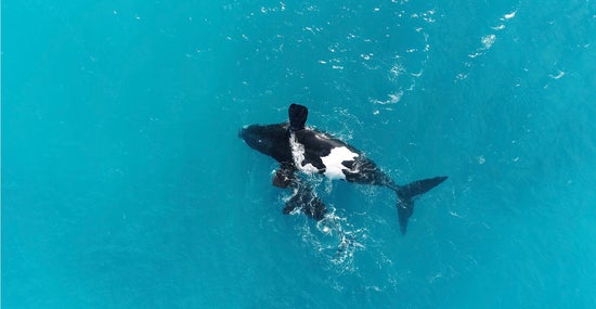 A black and white whale in the middle of the image, with her calf next to her, surrounded by brilliant blue ocean