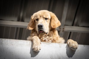 The upper body of a Golden Retriever dog with a confused look on its face.