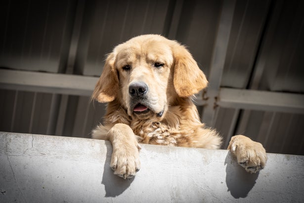 The upper body of a Golden Retriever dog with a confused look on its face.