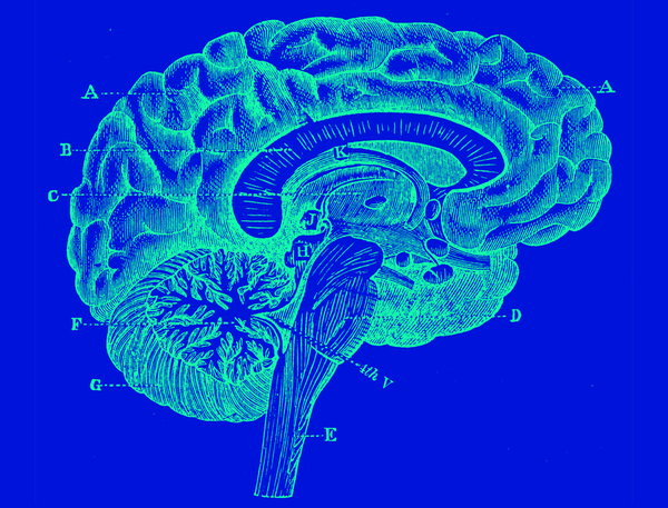 An antique illustration of a cross-section of the brain, in bold colors.