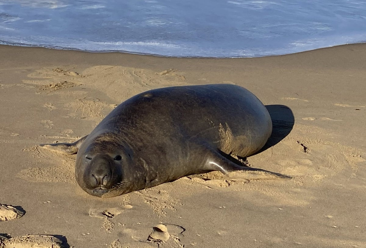 Why ‘Neil the seal’ is unleashing chaos in Tasmania