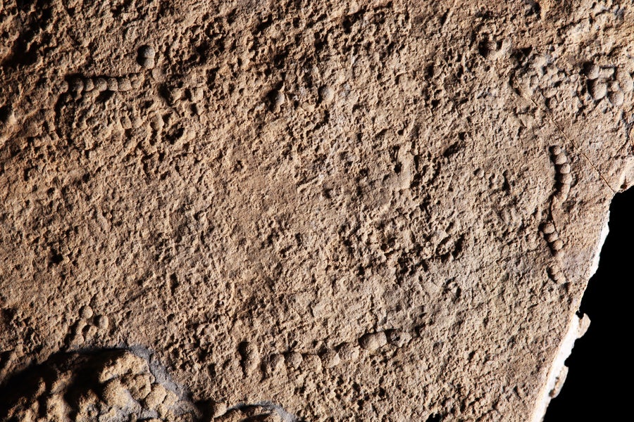 Multiple raised fossils of a blobby, segmented creature in rock.