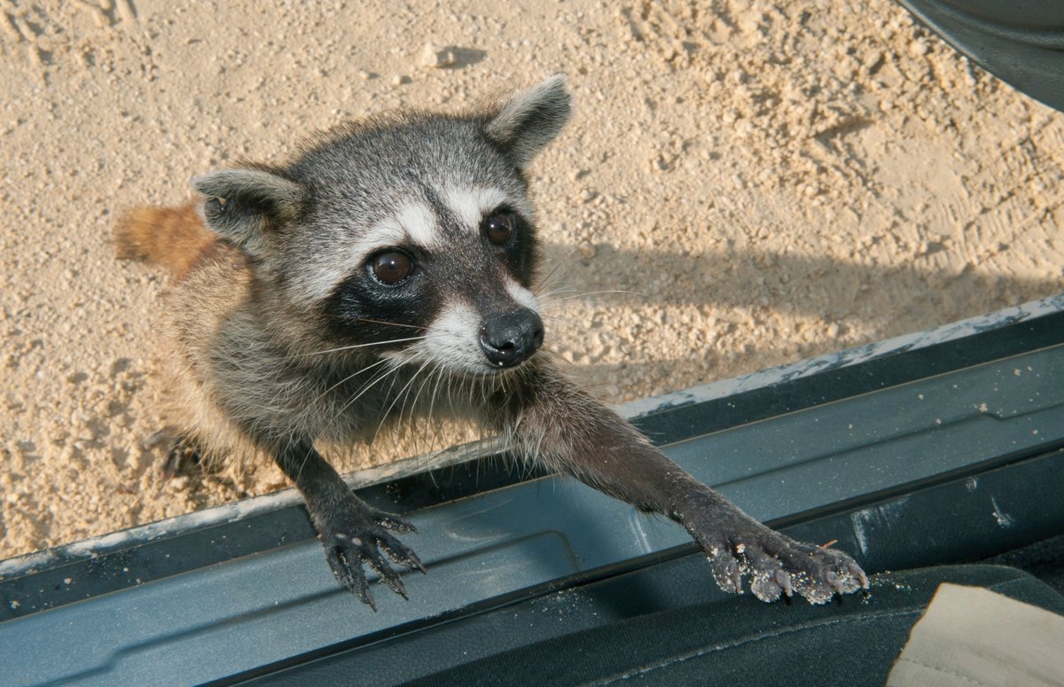 An endangered pygmy raccoon turned trash into toys—and taught her family how, too