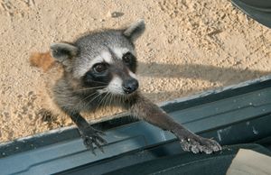 A small raccoon reaches up from sand into a humanmade space, perhaps an open car.