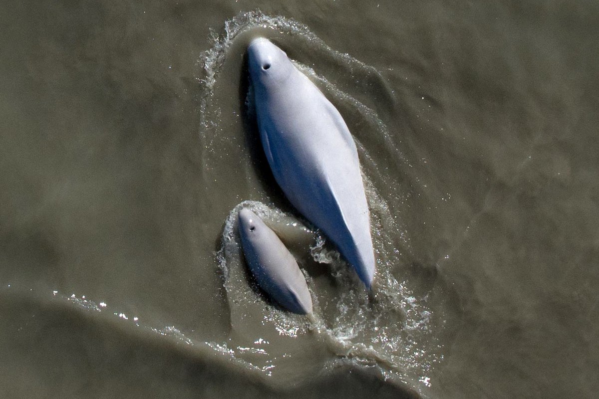 Underwater data centers may be coming to the U.S.—smack in the middle of endangered whale habitat