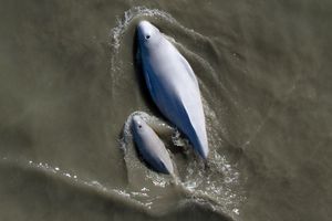 The light gray bodies of whales, surrounded by brownish water, seen from above.