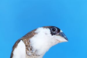 A close-up of a songbird in profile against a blue background.